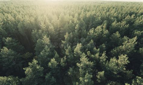 Beautiful Panoramic Photo Over The Tops Pine Forest Top View Stock