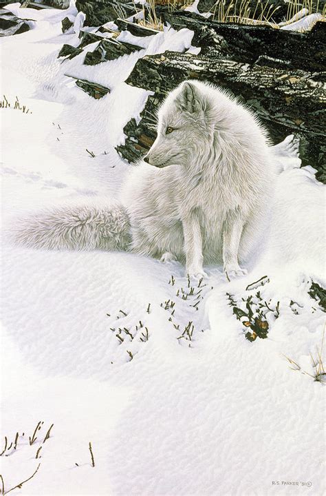 Blue Shadows Arctic Fox Painting By Ron Parker Fine Art America