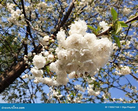 White Wild Cherry Tree Blossom Prunus Shirotae Mount Fuji Cherry