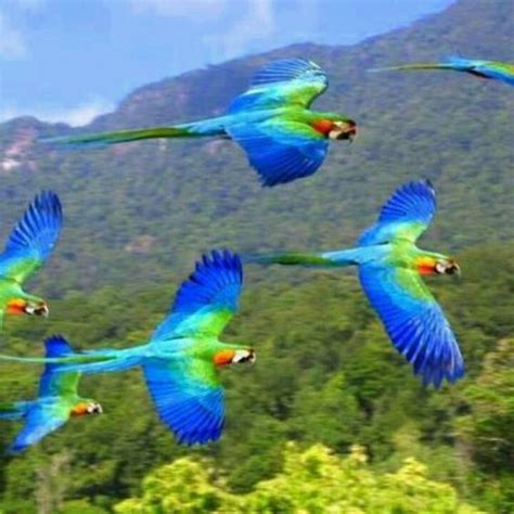 Red And Blue Macaws Native To Humid Evergreen Forests Of Tropical South