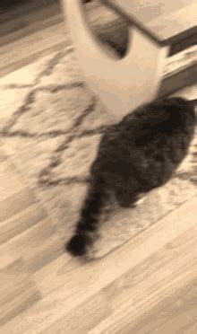 Cat Scratch GIF Cat Scratch Scratching Discover Share GIFs