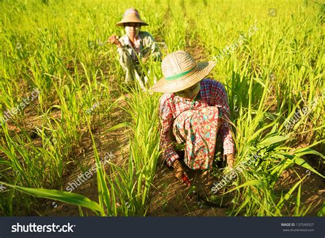 Traditional Asian Farmers Working In Corn Field Bagan Myanmar