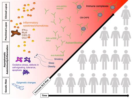 Frontiers Understanding The Concept Of Pre Clinical Autoimmunity