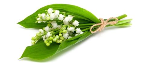 Flower Of The Month May Lily Of The Valley Salt Box Nursery