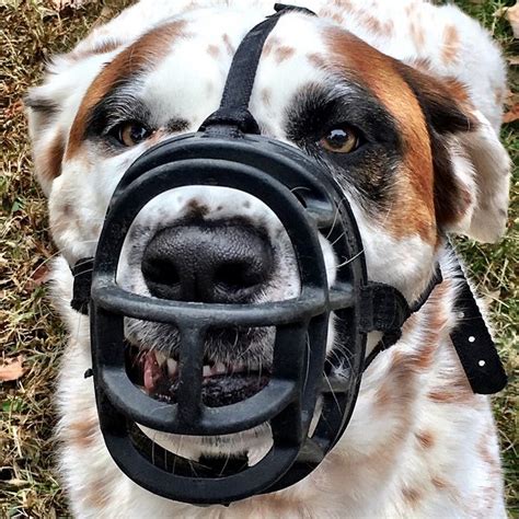 Is It Cruel To Use A Muzzle On A Dog