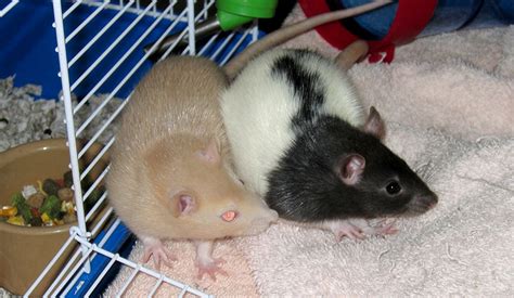 Pets Rats Toffee And Caramel Derek And Lindsay