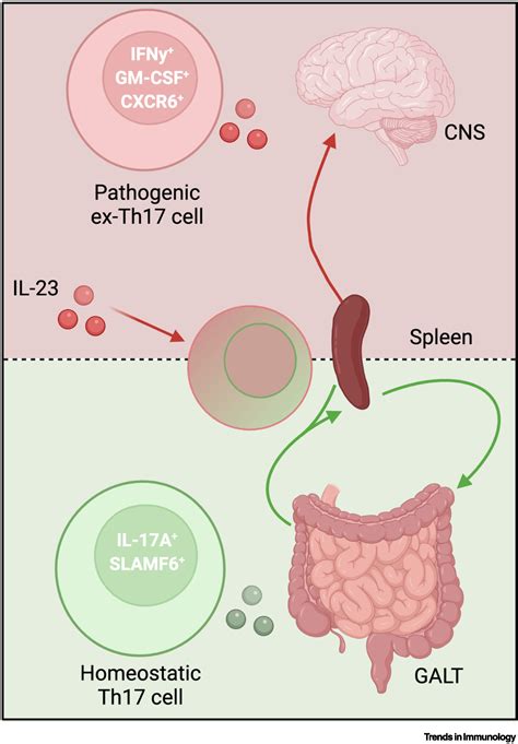 Th17 Cells From Gut Homeostasis To Cns Pathogenesis Trends In Immunology
