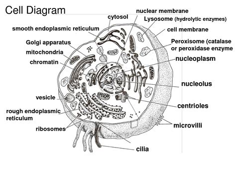 As a group, reach a consensus on the answer to. Plant Cell Diagram Worksheet Answers Fresh Animal Cell ...
