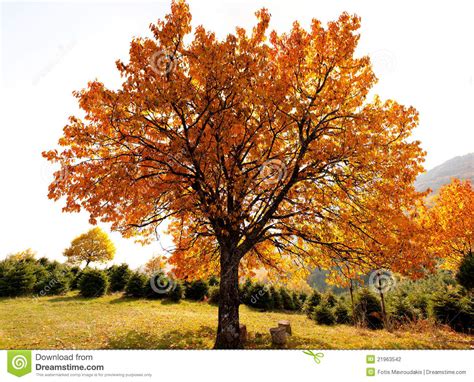 Bien des arbres prennent leur temps cependant. Arbre de chêne en automne photo stock. Image du nature - 21963542