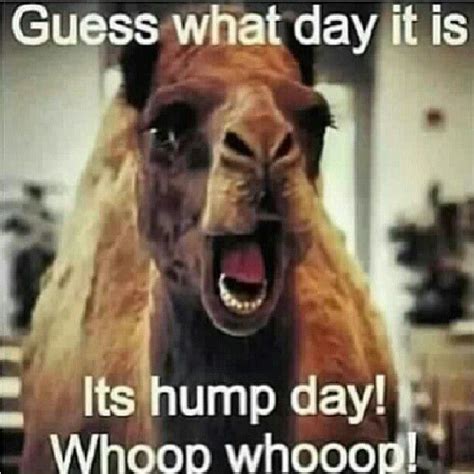 Guess What Day It Is Its Hump Day Whoop Whoooop Funny Commercials