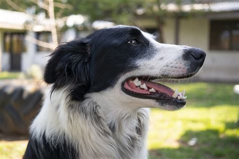 How To Calm An Aggressive Border Collie The Quick And Easy Way