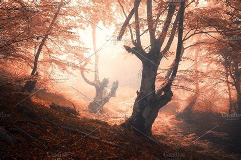 Amazing Scene With Autumn Trees In Fog Stock Photo Containing Forest