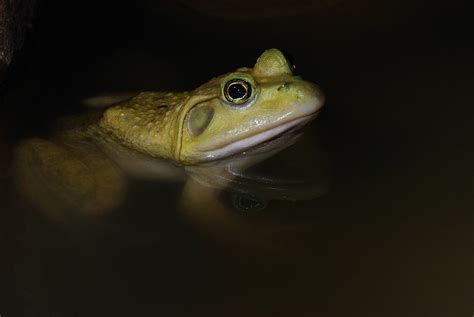 DSC American bullfrog 美洲牛蛙 Lithobates catesbeianus Flickr