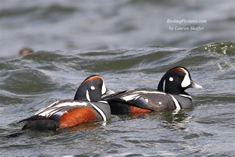 Harlequin Ducks At Barnegat Lighthouse New Jersey Birding Pictures