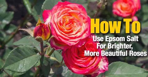 Find out 1 what is epsom salt? How To Use Epsom Salt For Brighter, More Beautiful Roses