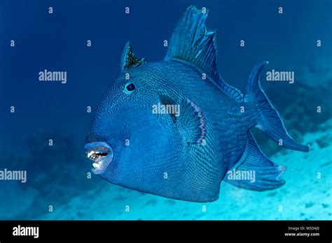 Blue Triggerfish Pseudobalistes Fuscus Red Sea Egypt Stock Photo
