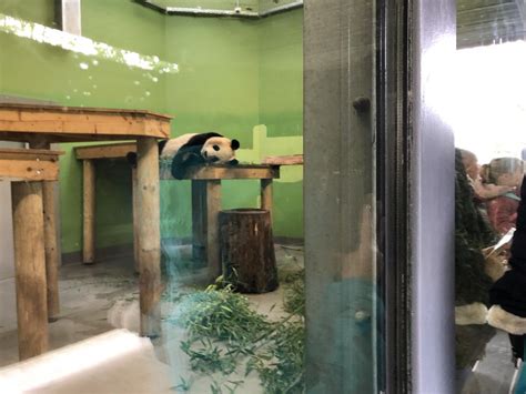 Giant Panda Indoor Enclosure At Edinburgh Zoo 2020 Zoochat