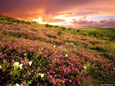 Flower Meadow Wallpaper 1024x768 66443