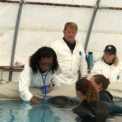 Marine Mammal Rescue And Rehabilitation Institute For Marine Mammal