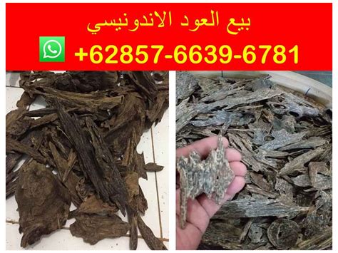 Agarwood (or just agar) is a dark resinous heartwood that forms in aquilaria trees (large evergreens native to southeast asia) when they become infected with a type of mold. Agarwood chips for sale | PT.GLOBAL INDO DIGDAYA
