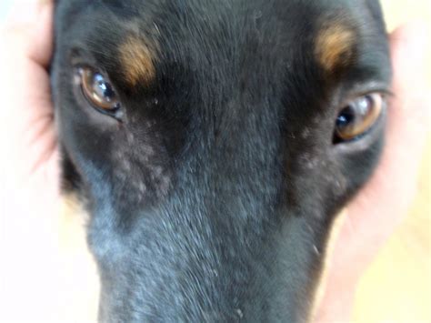Spotted Hair Loss Around Eyes Doberman Forum Doberman Breed Dog Forums