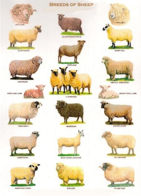 Sheep Breeds In United Kingdom Pig Breeds Sheep Breeds Raising Farm