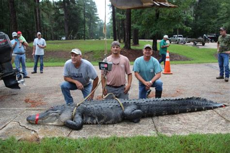 An alligator was recently spotted by a man walking on a county road in. 2017 West Central Alabama River Alligator Hunt Results ...