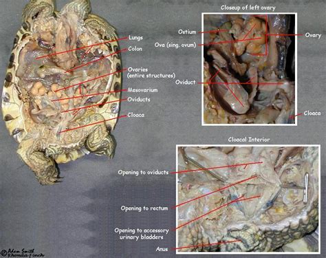 Urogenital
