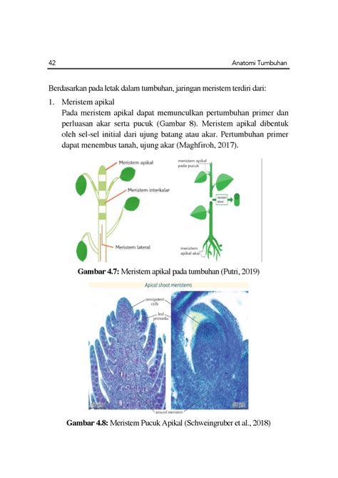 Fullbook Anatomi Tumbuhan Purwanti Anatomi Tumbuhan Berdasarkan Pada Letak Dalam Tumbuhan