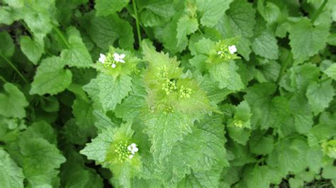 Garlic Mustard A Foraging Guide To Its Food Medicine And Other Uses