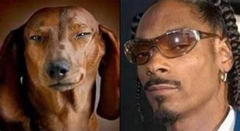 Dogs Who Look Exactly Like Celebrities Like Lady Gaga John Travolta