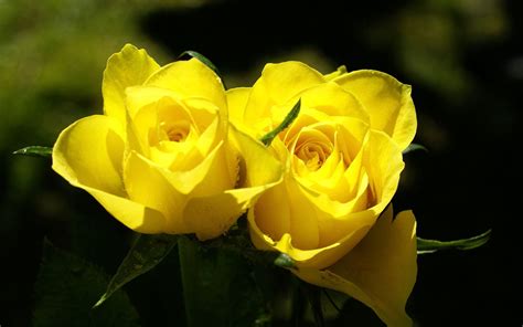 We have 69+ amazing background pictures carefully picked by our community. Yellow Rose Wallpapers - 3D HD Wallpapers