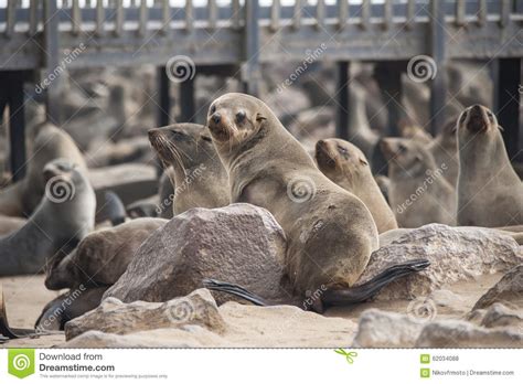 African Seals Stock Photo Image Of Cross Brown Animal 62034088