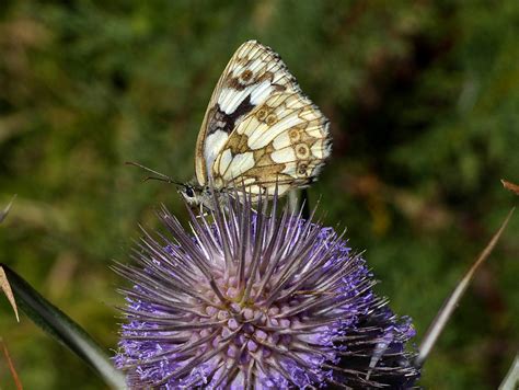 Marbled White Durlston Dorset Butterflies