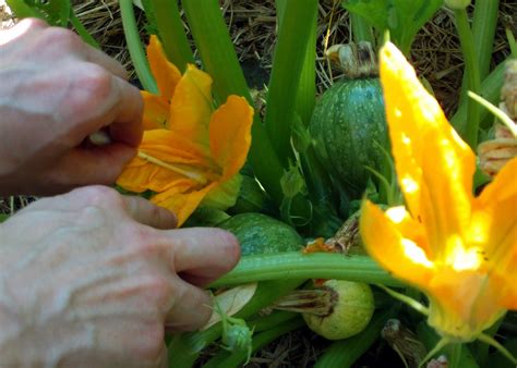 We did not find results for: Grow It Eat It: Playing Matchmaker - or How to Hand ...
