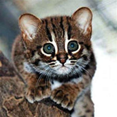 Worlds Smallest Wild Cats Rusty Spotted Cats Make