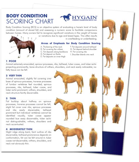Horse Body Scoring Chart