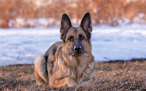 Hd Wallpaper Adult Black And Tan German Shepherd Dog Snow One