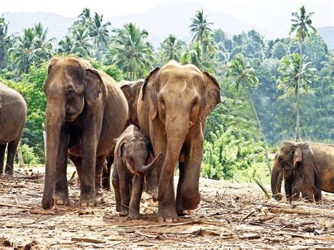 Tamil Nadu Villages On Alert As 130 Wild Elephants Storm In From Karnataka