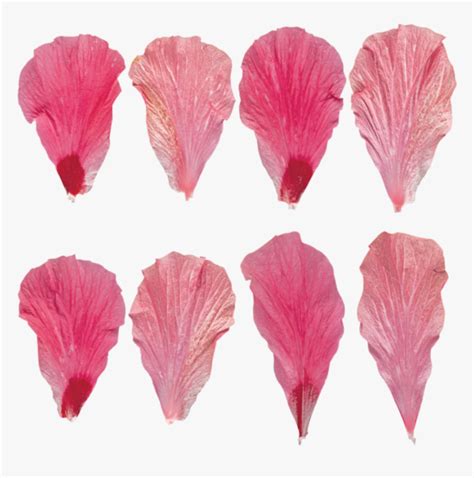 Transparent Flower Petal Textures Hd Png Download Transparent Png