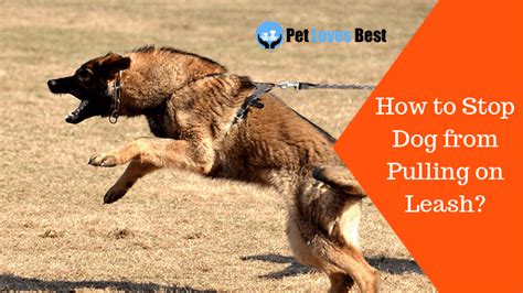 Most dogs pull on the leash simply because they love to be out and about, sniffing the scents. How to Stop Dog from Pulling on Leash? | Stop the Ill ...