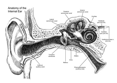 Collection Of Anatomy Of Ear Drawing High Quality Free Cliparts