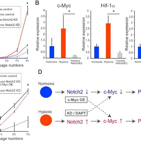 Hypoxia Induces C Myc Expression Via Notch2 Signaling A