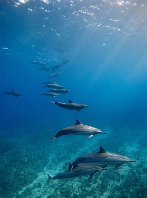 Spinner Dolphins Kona Hawaii Ocean Creatures Ocean Animals Dolphins