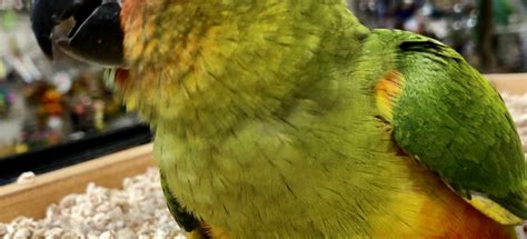 Conure Archives Everything Birds Online