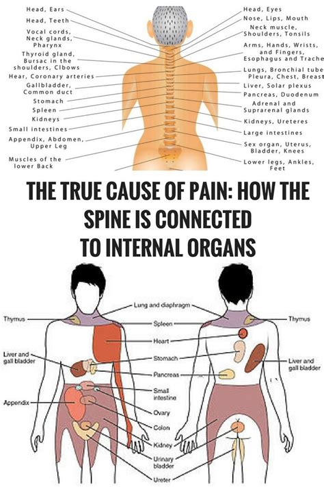 Internal organs in the human body? 63 best "OOH MY BACK" images on Pinterest | Health ...