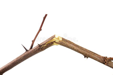 Dry Broken Branch With Dry Leaves Stock Image Image Of Green Ecology