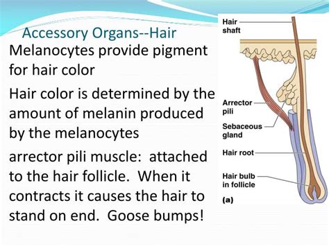 Ppt Chapter 4 Skin And Body Membranes Powerpoint Presentation Id