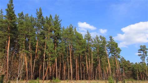 Beautiful Pine Tree Forest Stock Footage Video 2170319 Shutterstock