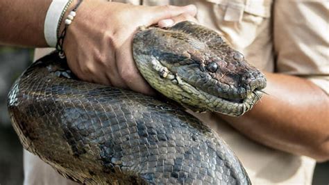 I Have A Snake Stuck To My Face US Woman Tells Rescuers Al